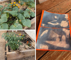 Photo collage of plant beds and art on sun print paper.