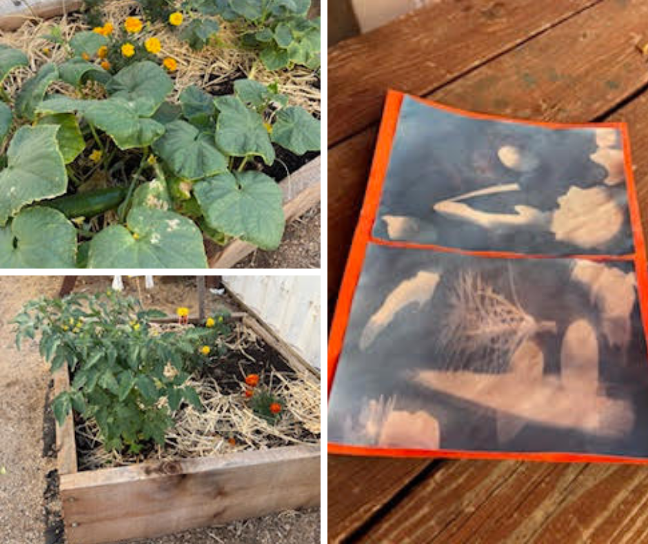 Photo collage of plant beds and art on sun print paper.